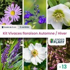 Kit vivaces floraison automne / hiver - 6 variétés - lot de 13 godets