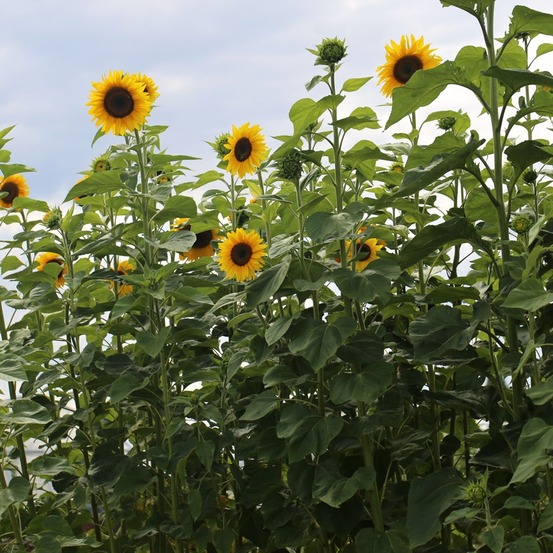 Soleil, tournesol 'géant' sachet de 50 graines
