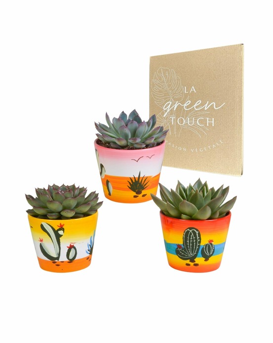 Trio d'echeveria et leurs caches-pots h21cm
