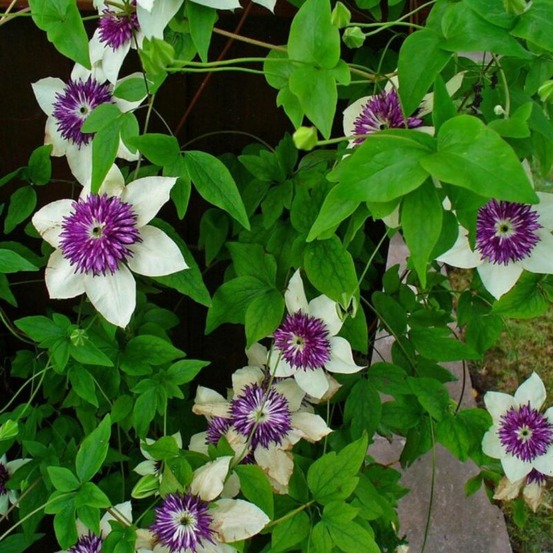 Clematite - clematis florida sieboldii 70cm