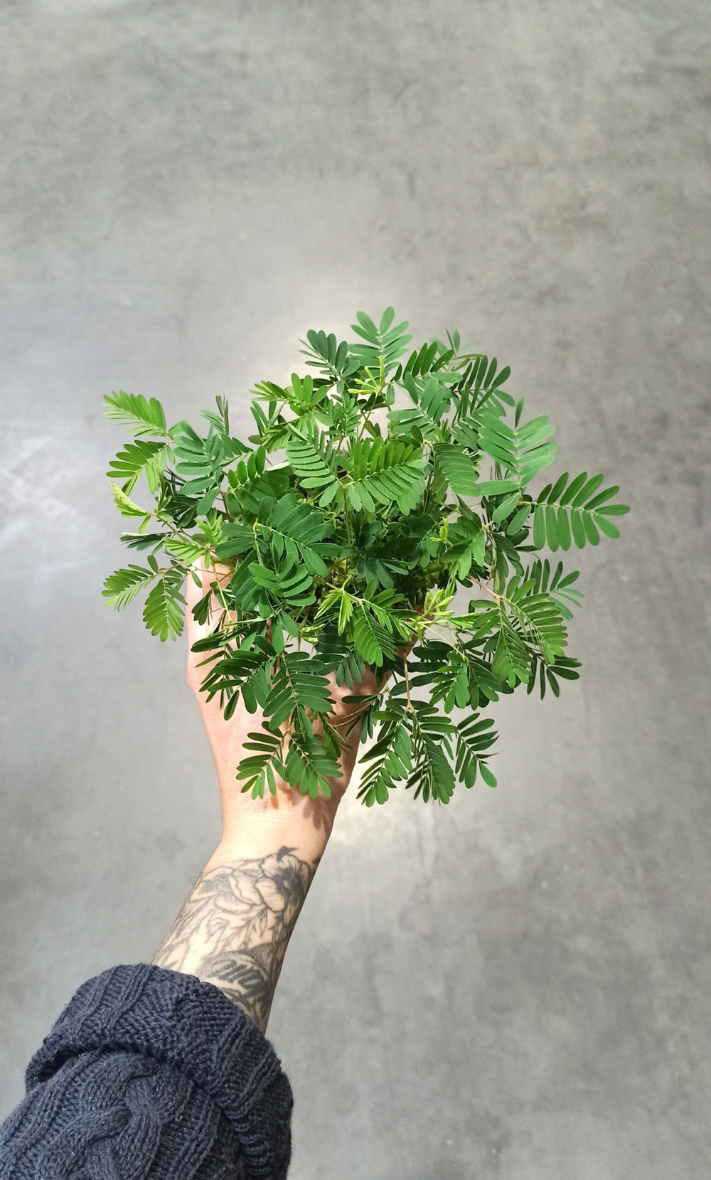 Mimosa pudica d. 9cm h. 10cm - plante d'intérieur