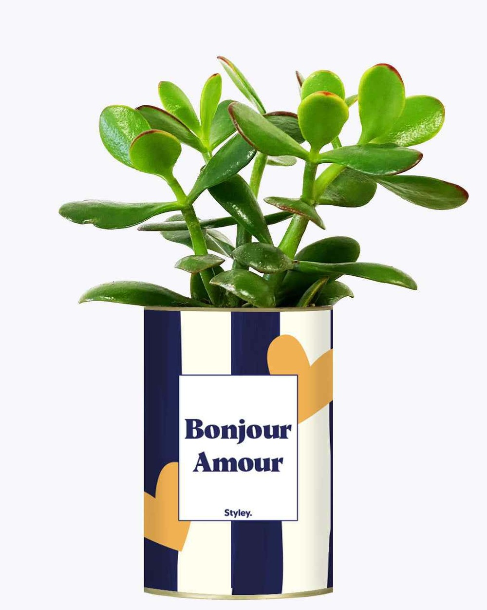 Plante facile à entretenir - bonjour amour - cactus