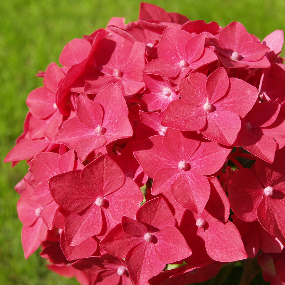 Hortensia 'sibilla' pot de 2l/3l