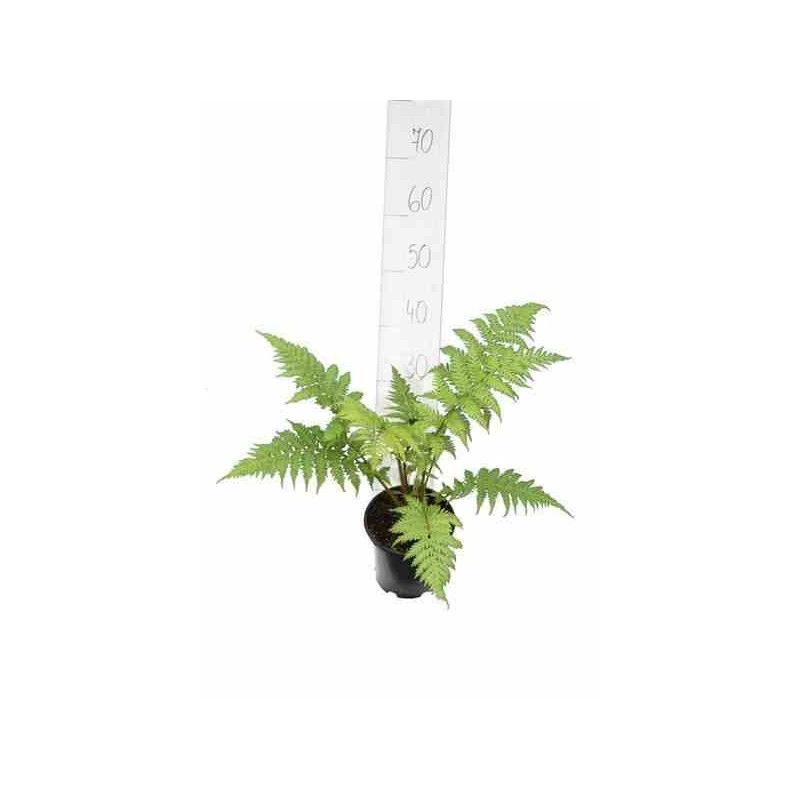 Cyathea cooperi (fougères arborescentes) taille pot de 2 litres - 30/50 cm