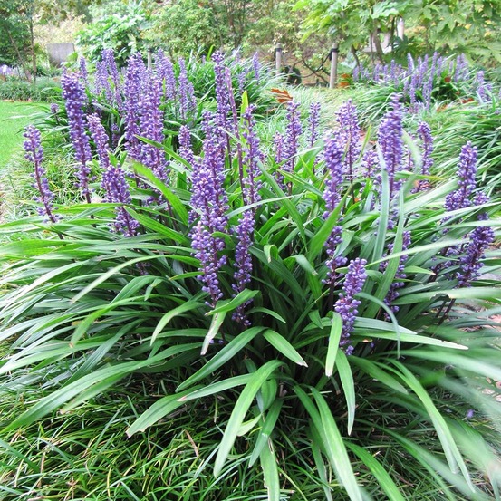 Liriope muscari 'majestic' godet de 8/9 cm