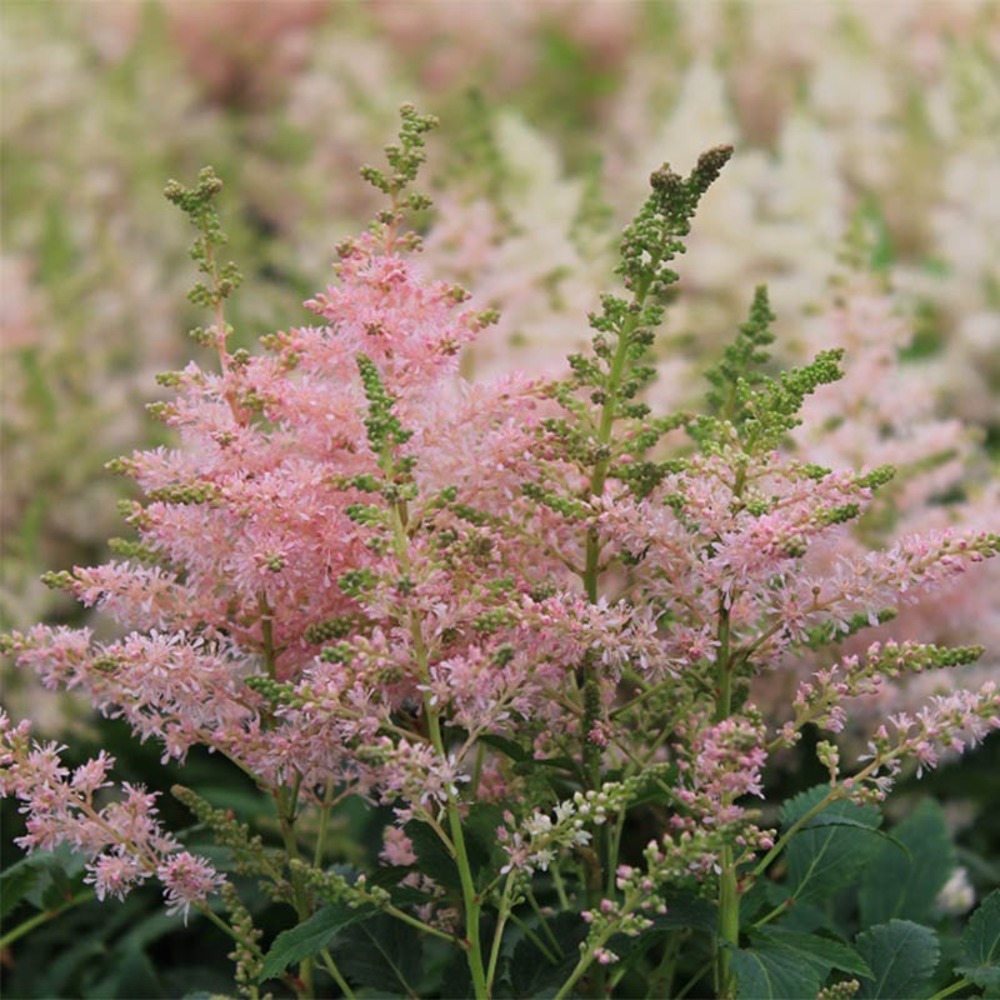 Astilbe 'younique silvery pink' pot de 2l/3l
