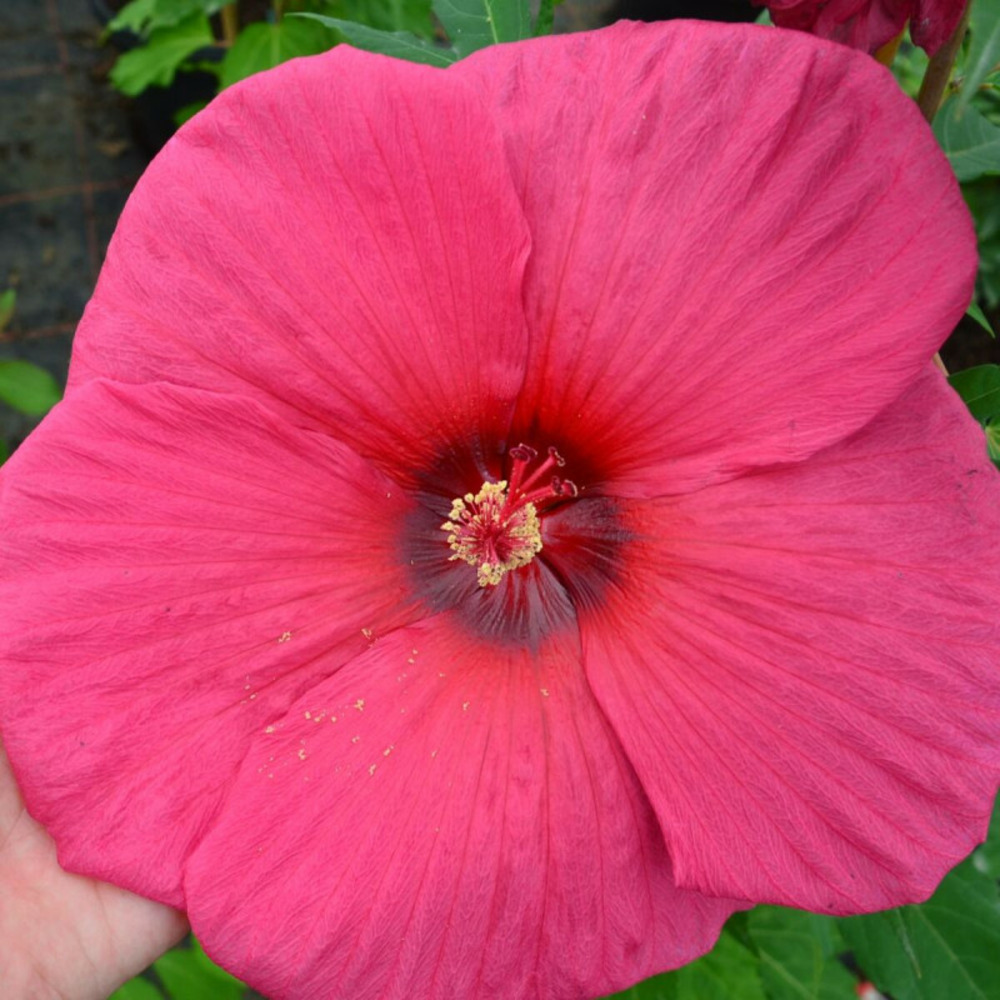 Hibiscus des marais planet® griotte 'tangri' pot de 4l - 40/60 cm