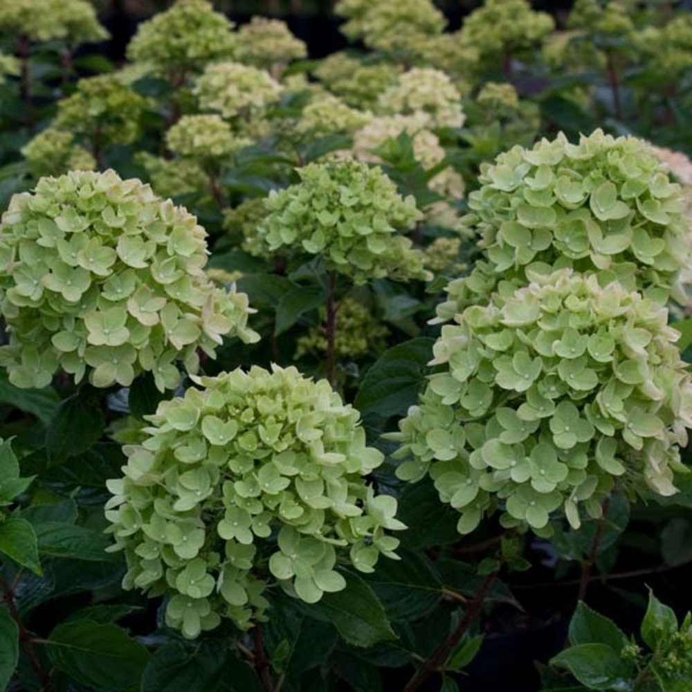 Hortensia paniculé 'little lime'® pot de 7,5l/10l