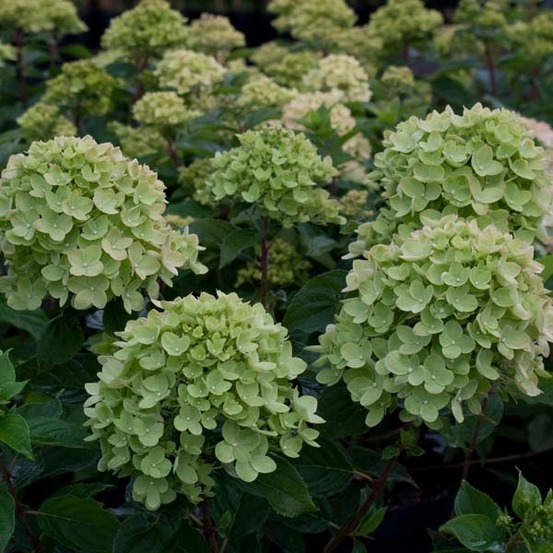 Hortensia paniculé 'little lime'® pot de 7,5l/10l