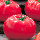 Plant de tomate greffee supersteack  pot 1 l