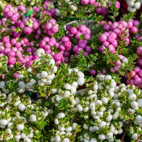 Pernettya mucronata - lot de 6