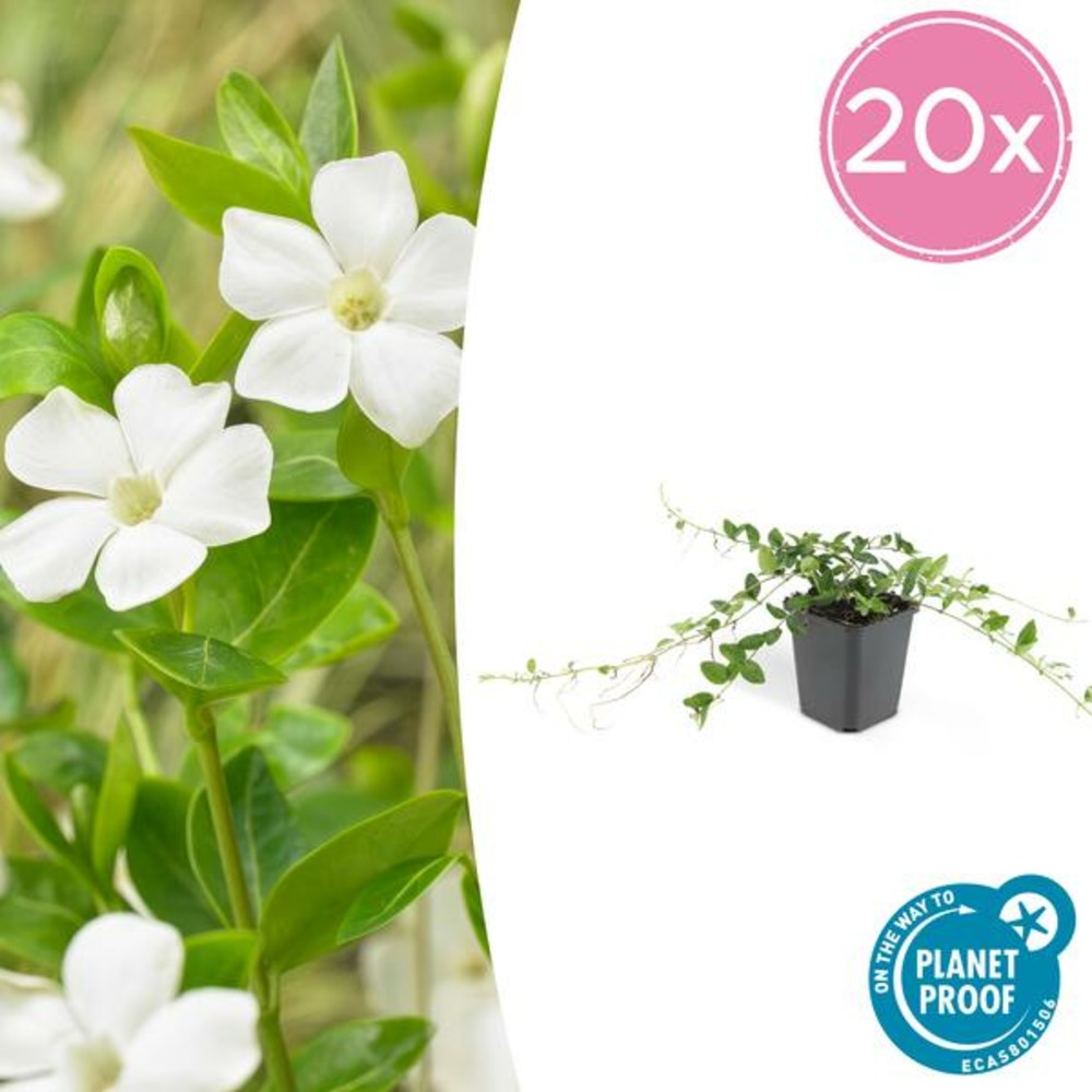 Petite pervenche 'alba' x20 – entre 1,25 et 1,67m2