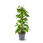 Pothos avec tuteur - epipremnum aureum - ↕ 70-80 cm - ⌀ 17 cm - plante d'intérieur