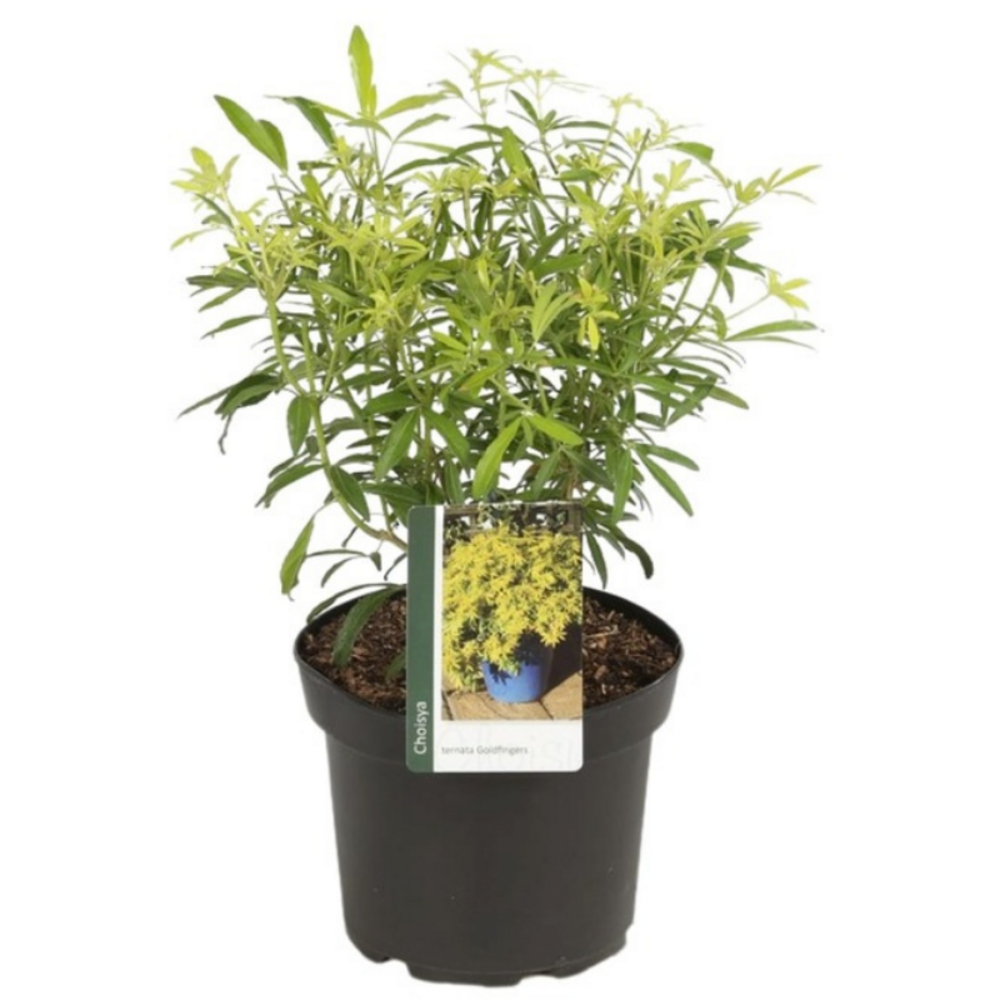 Oranger du mexique - choisya ternata goldfinger 40cm