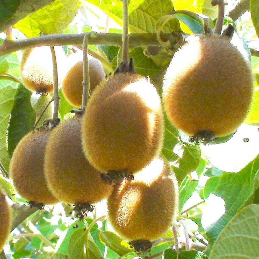 Kiwi monty (femelle) pot de 3l - echelle bambou 60/120 cm