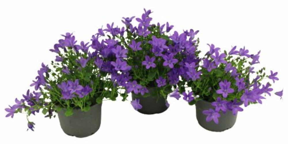 Lot de 3( 2+1offert) campanule fleur simple pot de 10,5 cm