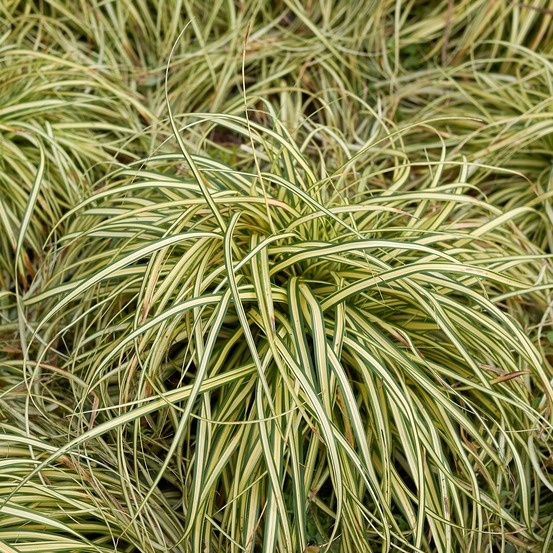 Laîche d'oshima evergold - carex evergold - les 2 pots / ø 9cm, vendu par lot de 2