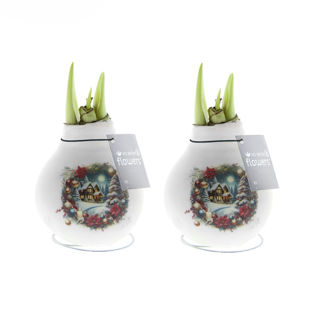 Lot de 2 - bulbe d'amaryllis en cire - maison de noël - h. 15-25 cm à la livraison