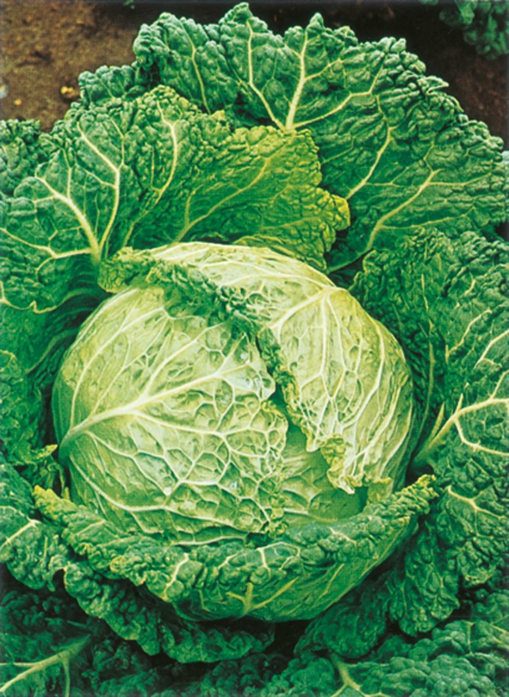 Chou de milan wintessa hf1 - 100 graines