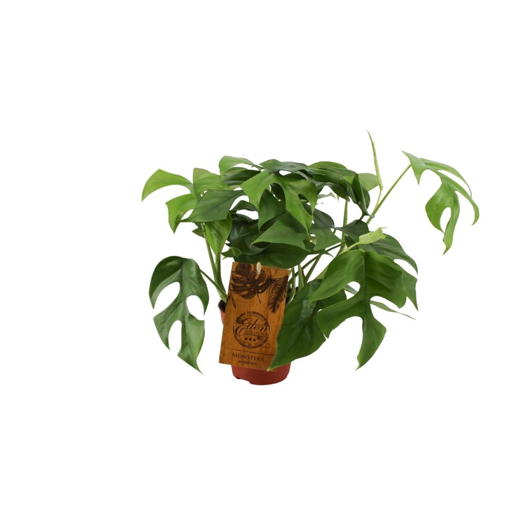 Monstera minima - ø12cm - ↕30cm - plantes d'intérieur