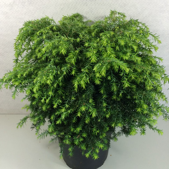 Tsuga canadensis 'jeddeloh' pot de 2l/3l