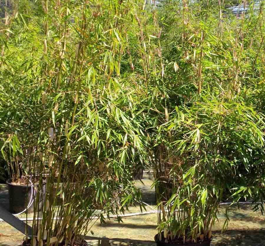 3 plants de Bambou Vert (Fargesia Rufa) - Plantes D'Extérieur