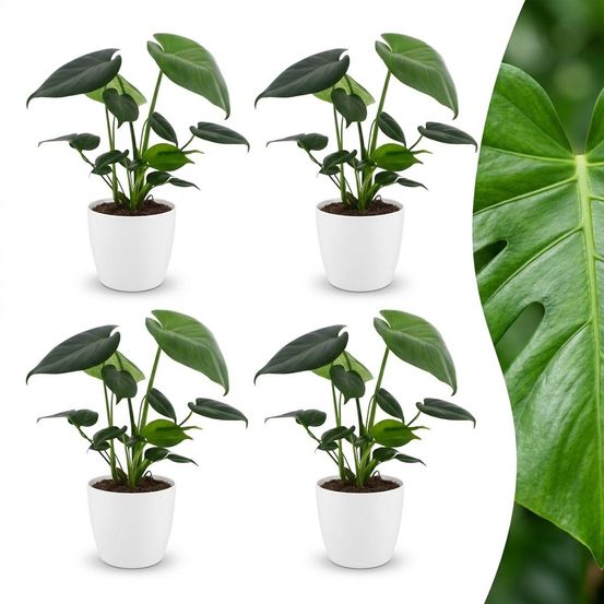 Monstera deliciosa - pot de 12cm - plantes d'intérieur
