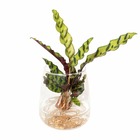 Plante d'intérieur - calathea lancifolia en hydroculture et son vase en verre  h30cm 30cm