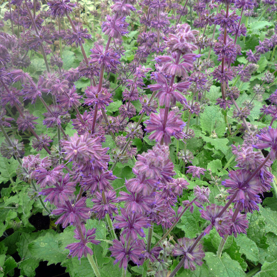 6 x sauge verticillée 'purple rain' - salvia verticillata 'purple rain' - godet 9cm x 9cm