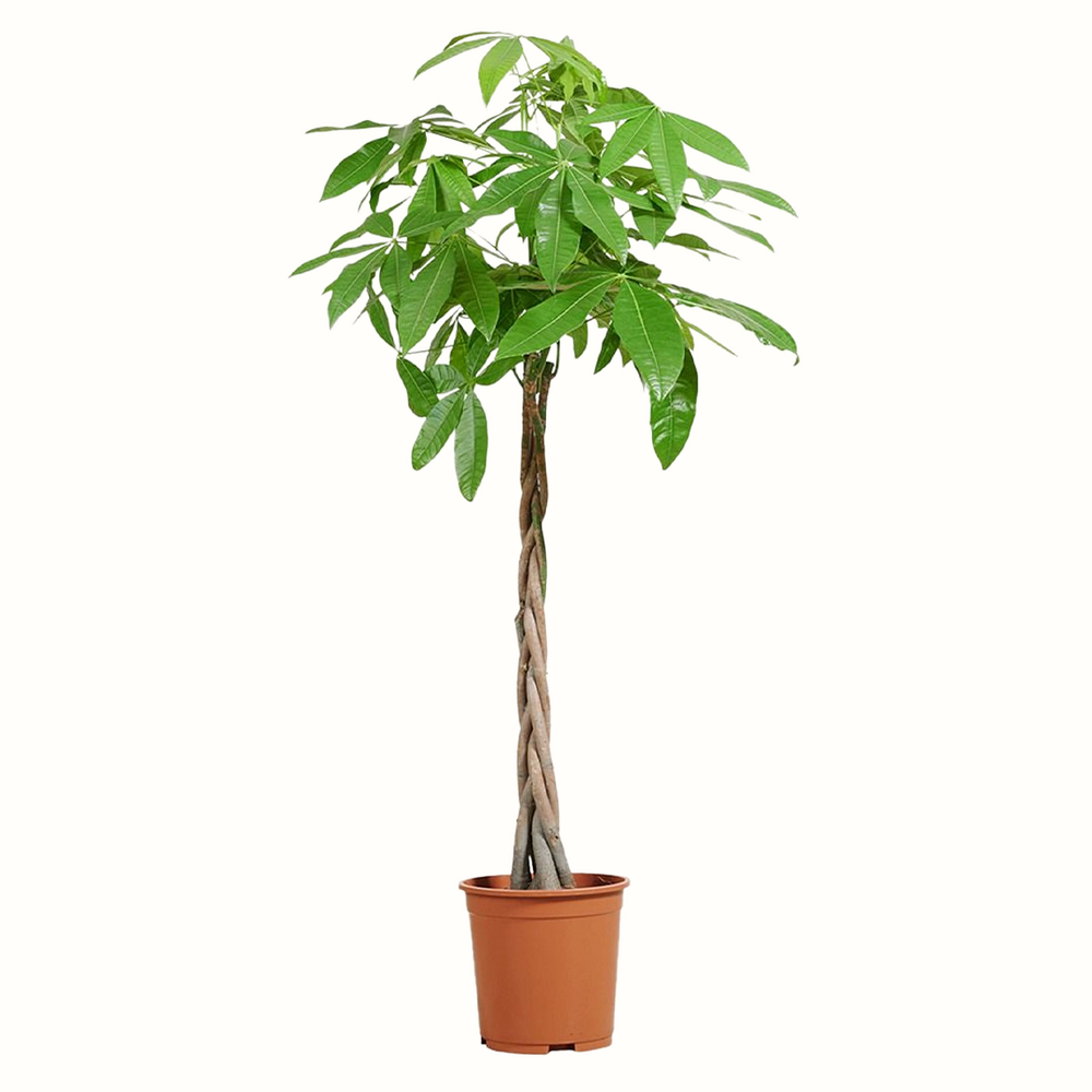 Pachira aquatica - 80cm