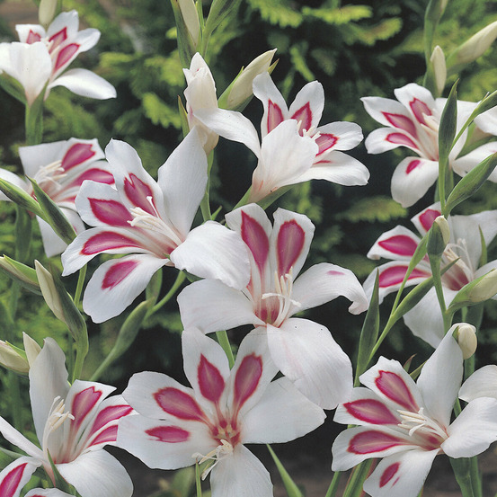 15 glaïeuls nains prins claus - le sachet de 15 bulbes / circonference 8-10cm, vendu par lot de 2