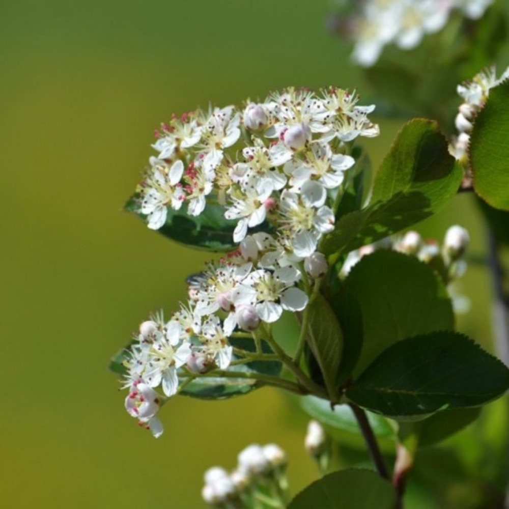 Aronie à feuilles d'arbousier 'brilliant' (aronia arbutifolia 'brillant')