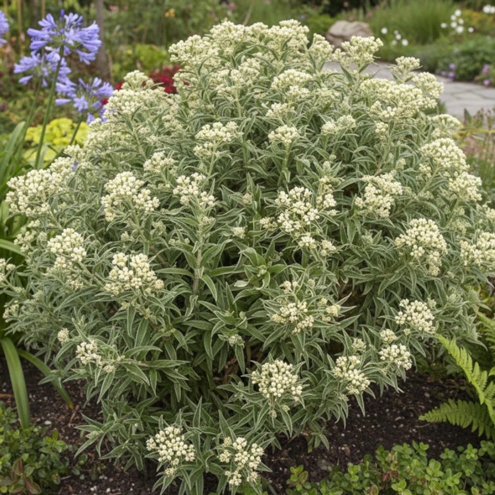 Immortelle de virginie lot de 3 godets