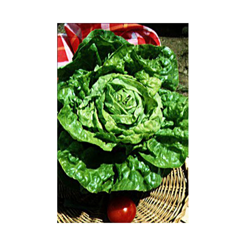 Laitue d'hiver 'merveille d'hiver' le sachet de 2500 graines environ (3g)