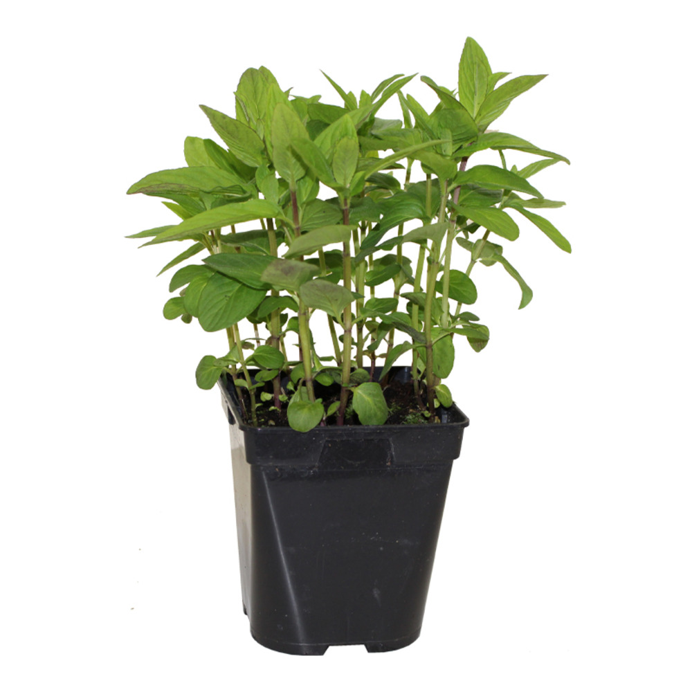Menthe citron pac pot 1 l