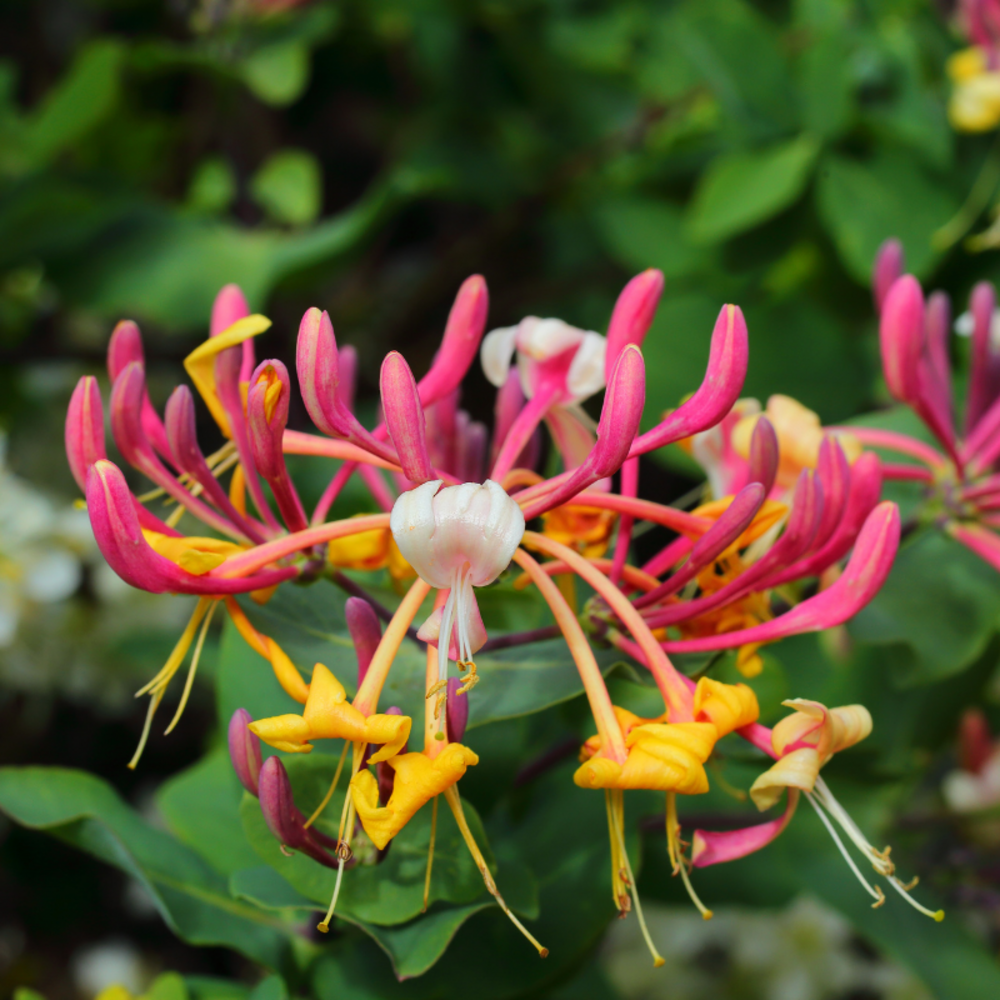 Chèvrefeuille - lonicera japonica red world 70cm