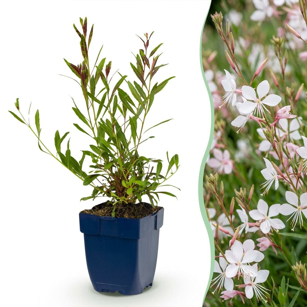 Gaura 'whirling butterflies' - lot de 24 - pot 11 cm - hauteur 25 cm