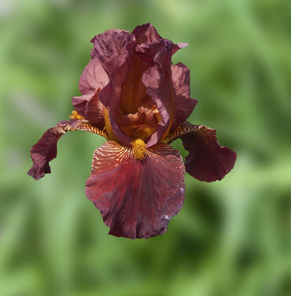 Iris des jardins royal tapestry - le godet