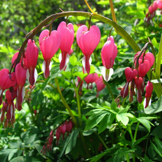 Coeur de marie, dicentra lot de 5 godets