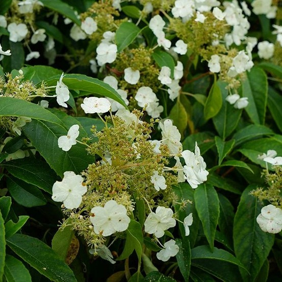 Hortensia grimpant 'seemanii' - hydrangea 3l - 60/90cm