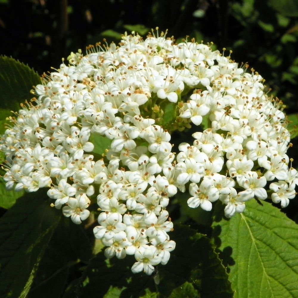 Viorne cotonneuse godet de 8/9 cm