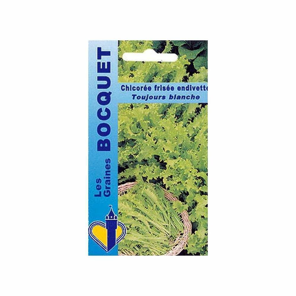 Graines de chicorée frisée endivette toujours blanche