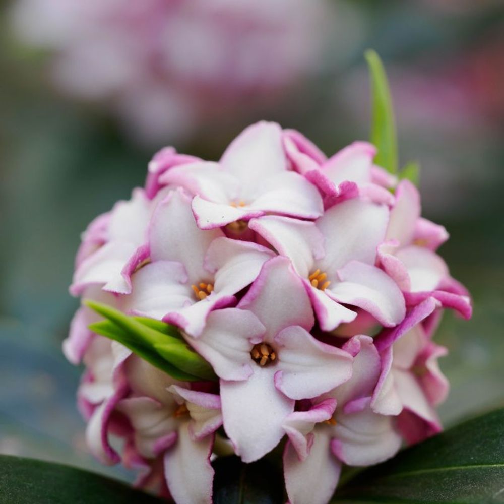 Daphné hybride 'pink fragrance' (daphne x transatlantica 'pink fragrance')