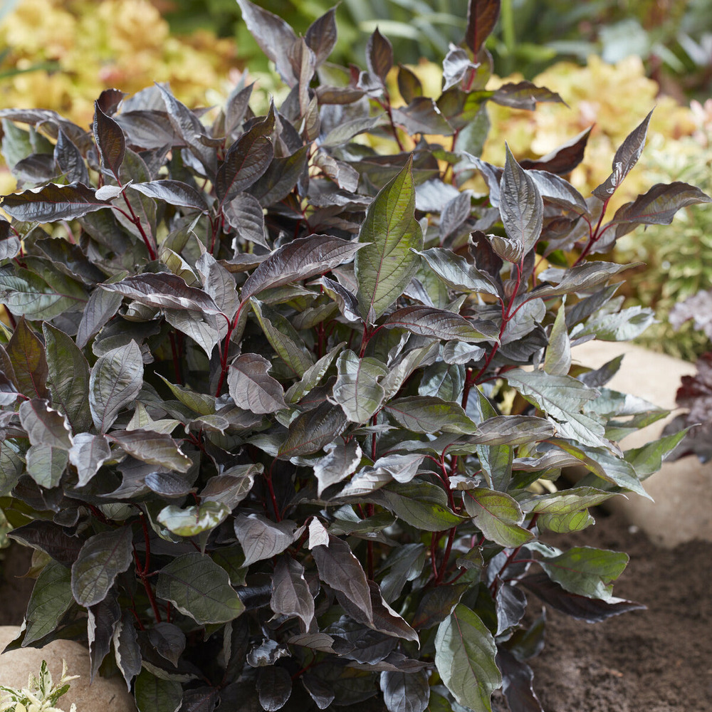 Cornouiller blanc nightfall® - le godet / ø 9cm