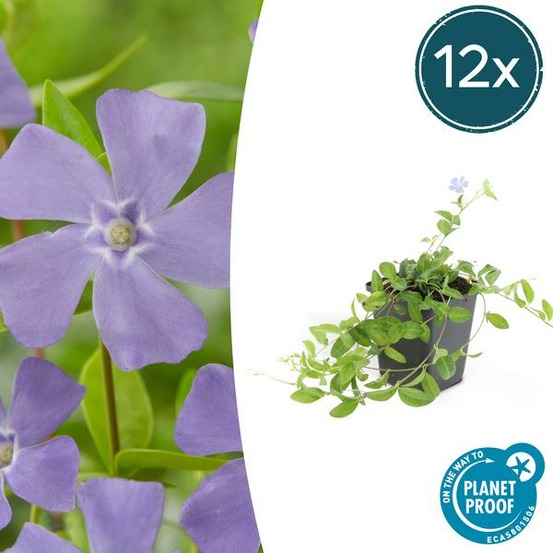 Petite pervenche (vinca minor) x12 – entre 0,75 et 1m2