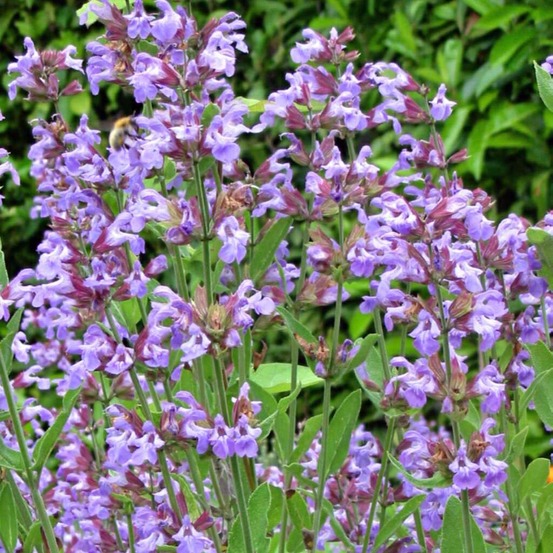 Sauge officinale - salvia officinalis godet de 8/9 cm