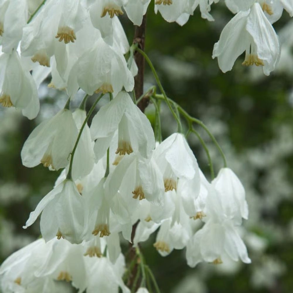 Arbre aux cloches d'argent (halesia carolina)