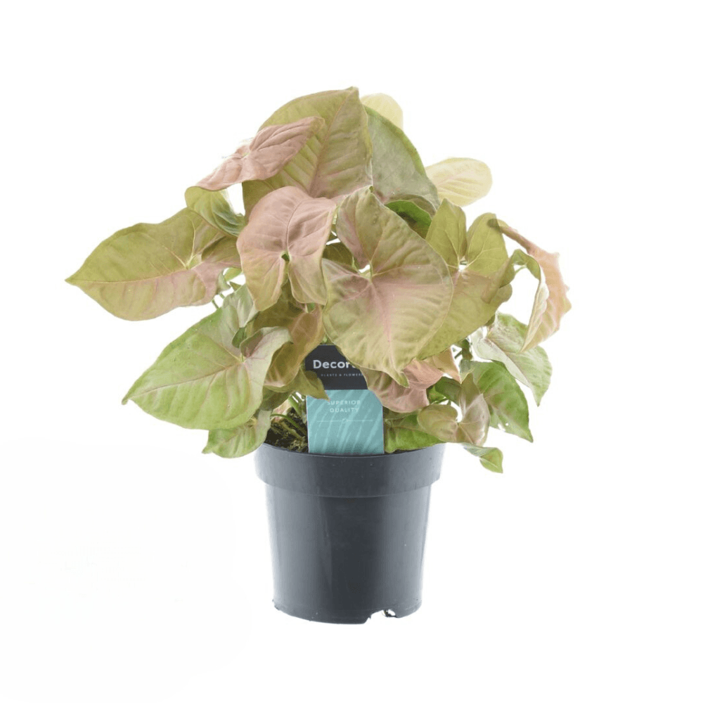 Syngonium red heart feel green - ø14cm - ↕30cm - plantes d'intérieur