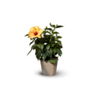 Hibiscus - plante fleurie - ↕ 45-55 cm - ⌀ 17 cm - plante d'intérieur & extérieur - fleur jaune