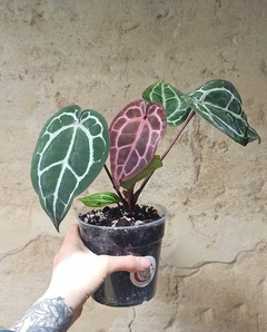 Anthurium michelle® by docblock d. 12cm h. 20cm - plante d'intérieur